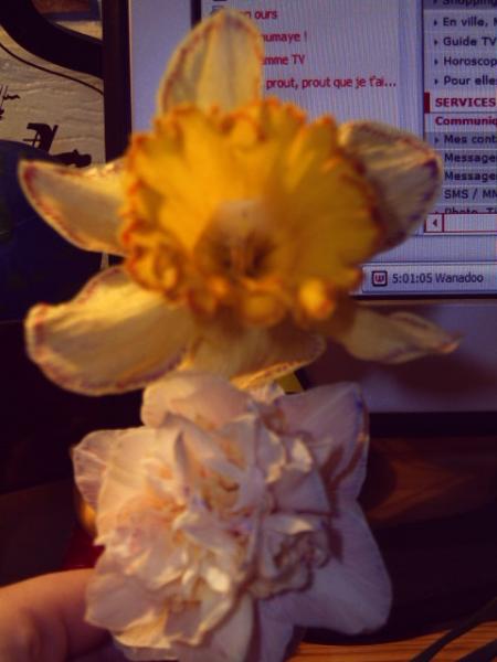 mes fameuses jonquilles....